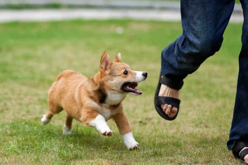 What to Do When You’re Chased by a Dog: U.S. Safety Guide