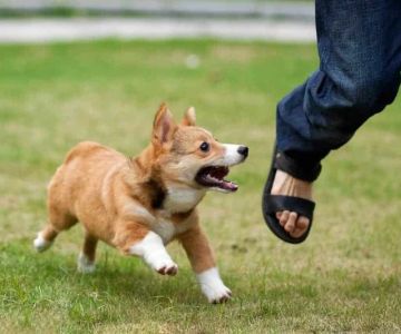 What to Do When You’re Chased by a Dog: U.S. Safety Guide