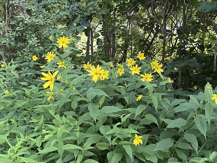 Bugline Trail Picture 7