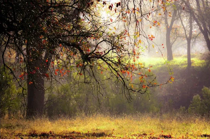 American River Parkway Picture 1