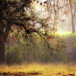 American River Parkway