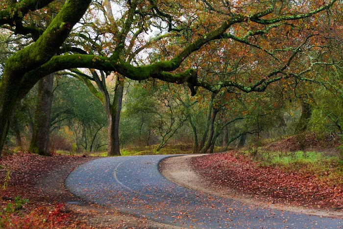 American River Parkway Picture 3
