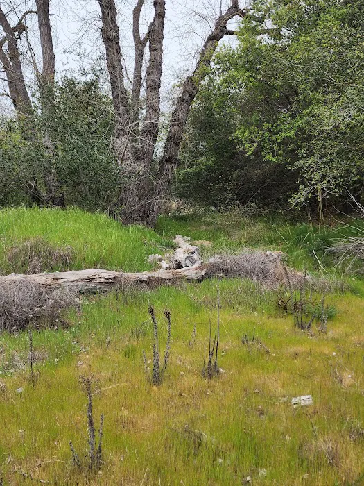 American River Parkway Picture 6