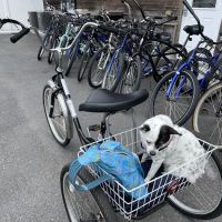 Village Bicycle Shop ico