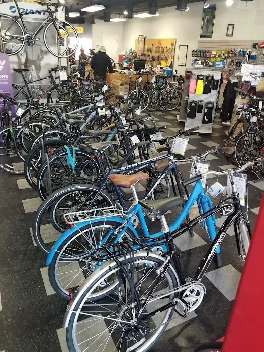 Papillon Cycles Picture 5