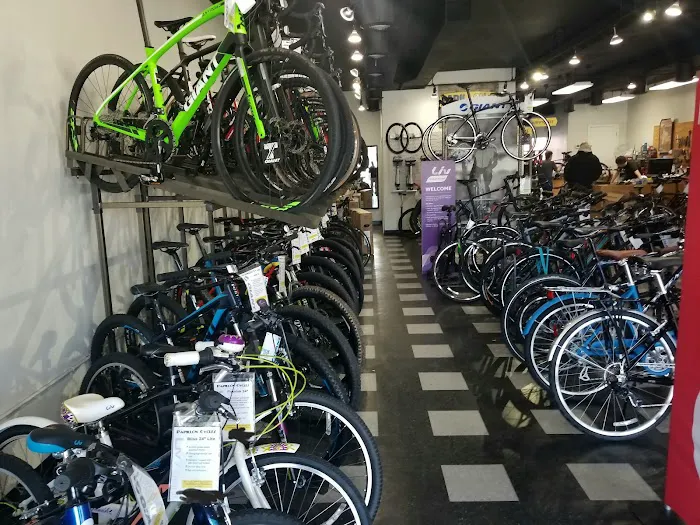 Papillon Cycles Picture 7