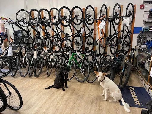 College Street Cycles LLC Picture 3