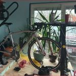 Lexington Cycle
