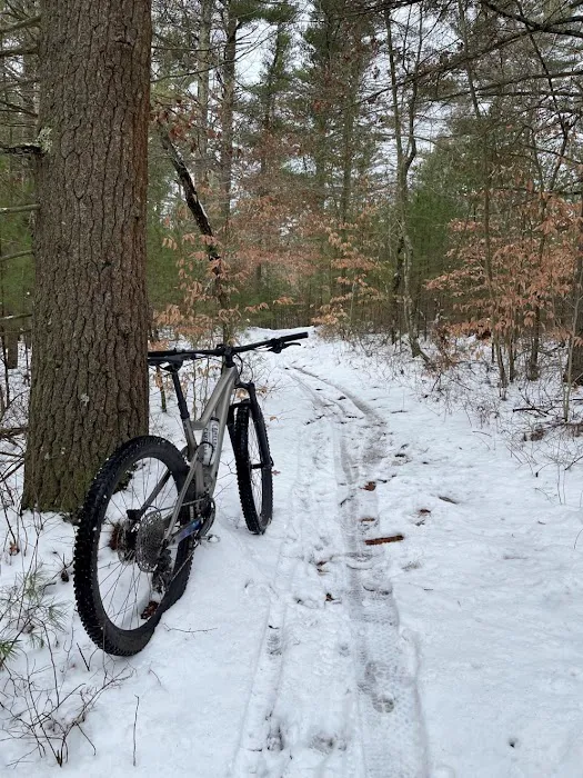 Scottee's Westport Bicycle Picture 4