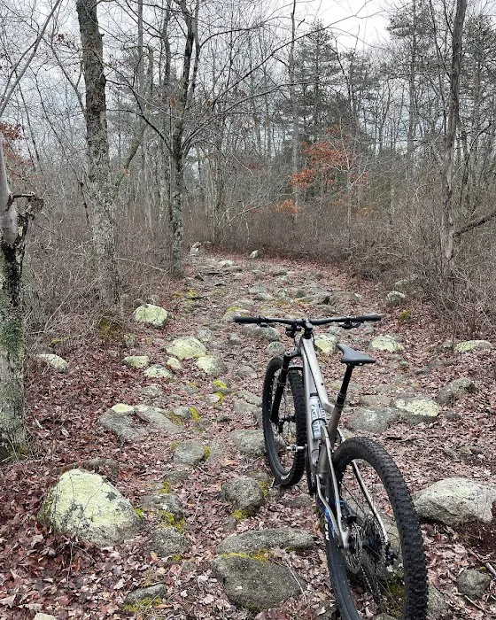 Scottee's Westport Bicycle Picture 7