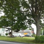 Roy's Bicycle Shop