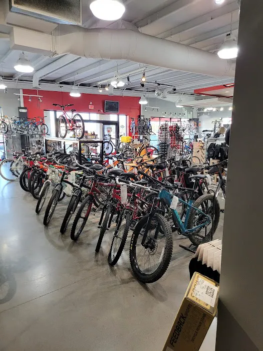 Phat Tire Bike Shop Picture 3