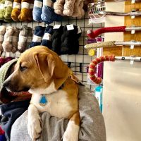 Cog Cycles and Yarns ico