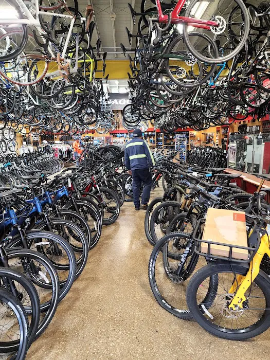 Sammy's Bikes Picture 5