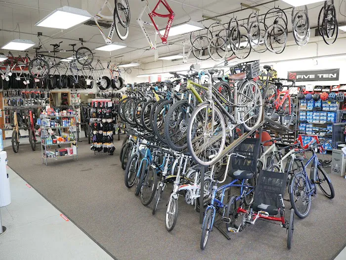 Fat Tire Cycles - Montaño Picture 3