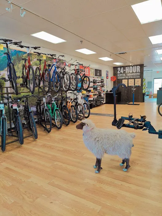 Trek Bicycle Altamonte Springs Picture 10