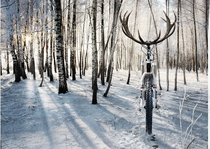 Ocala Bicycle Center Picture 6