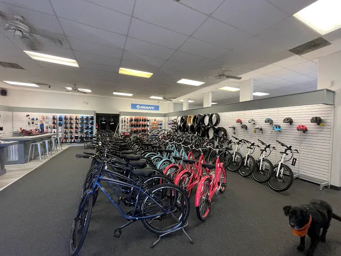 Junction Bike Company and Rentals Picture 5