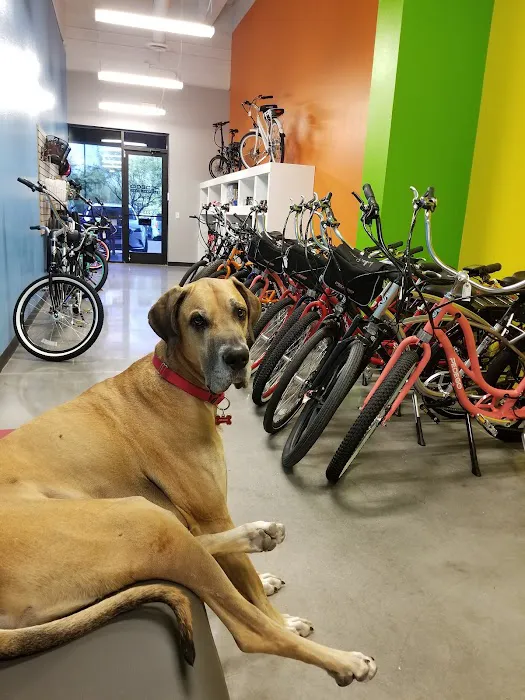 Pedego Electric Bikes Glendale / Peoria Picture 8