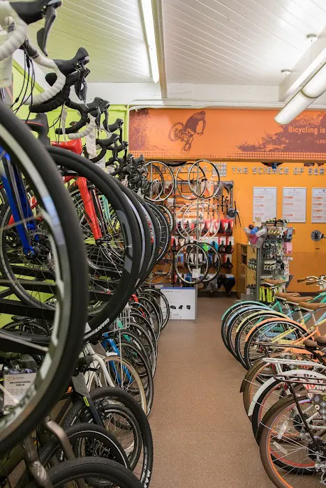 Alameda Bicycle Picture 5