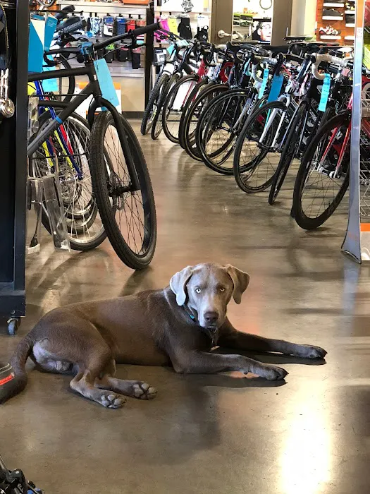 Napa Velo Picture 6