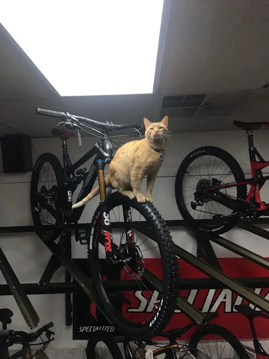 Bicycle Experience Bike Shop Picture 6