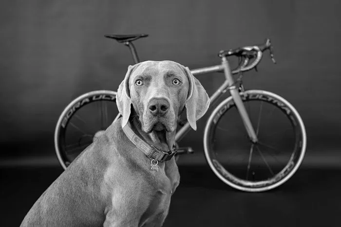 Mischief Bicycles Picture 2
