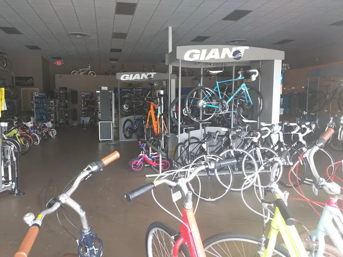 Sunshine Cycles Picture 7