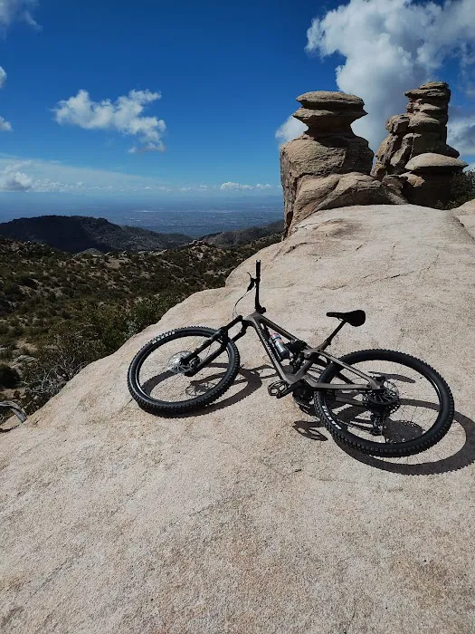 Earlybird Bikes Picture 6