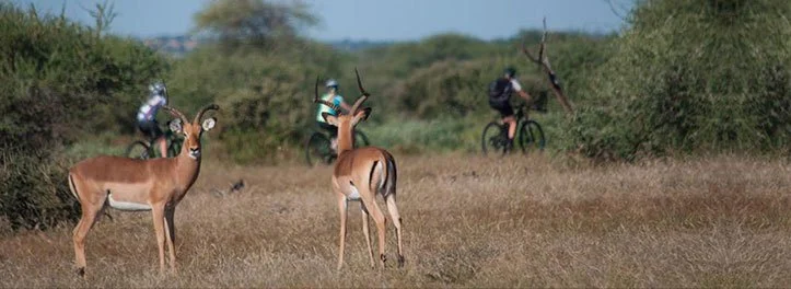How to Stay Safe From Wildlife on Remote Bike Trails