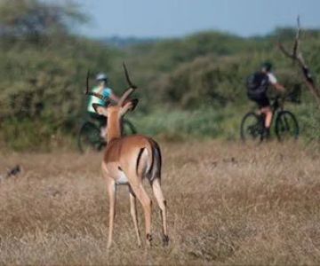 How to Stay Safe From Wildlife on Remote Bike Trails