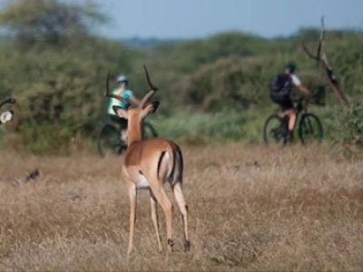 How to Stay Safe From Wildlife on Remote Bike Trails