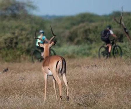 How to Stay Safe From Wildlife on Remote Bike Trails